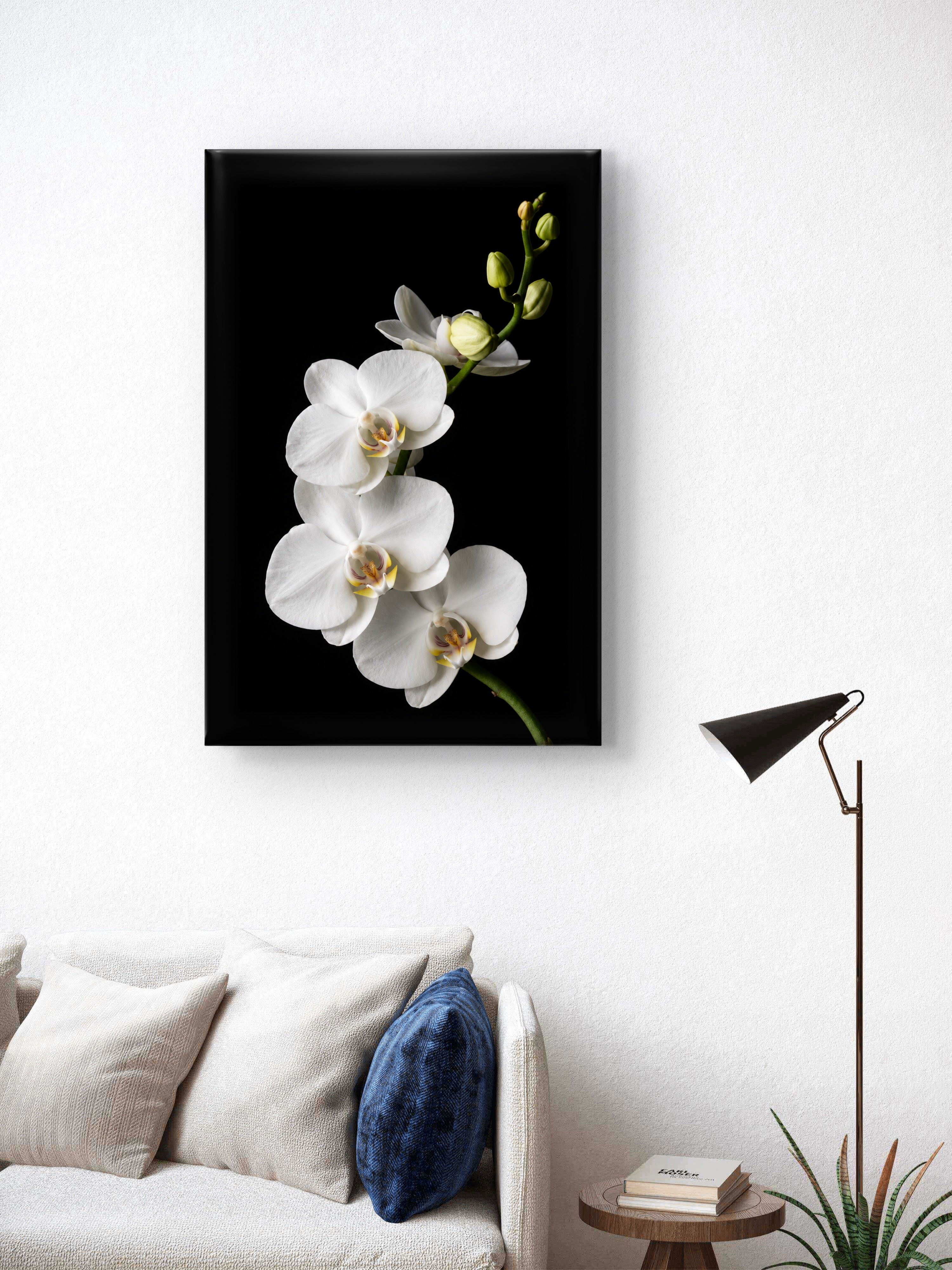 White Serenity