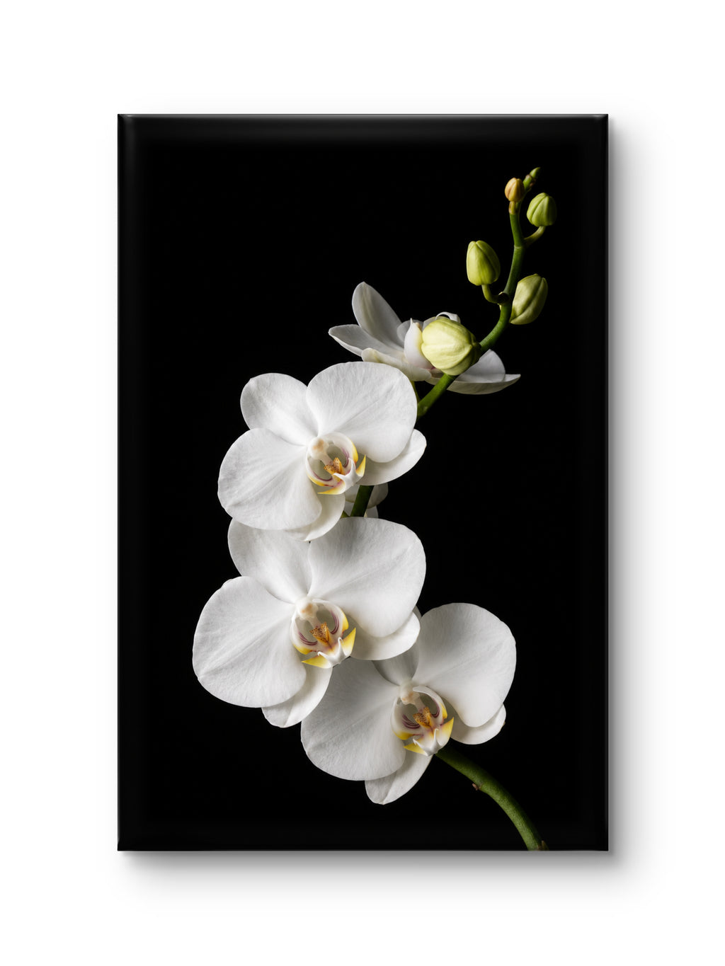White Serenity