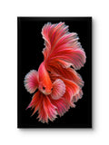 Roze Vis