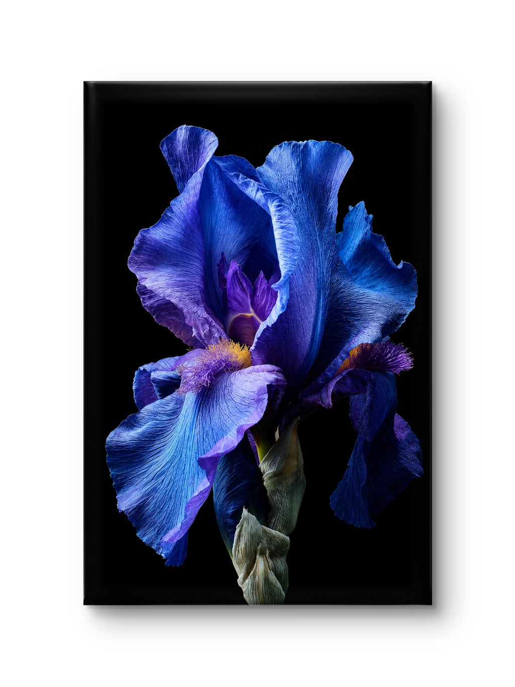 Midnight Iris