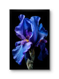 Midnight Iris