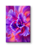 Purple Aura