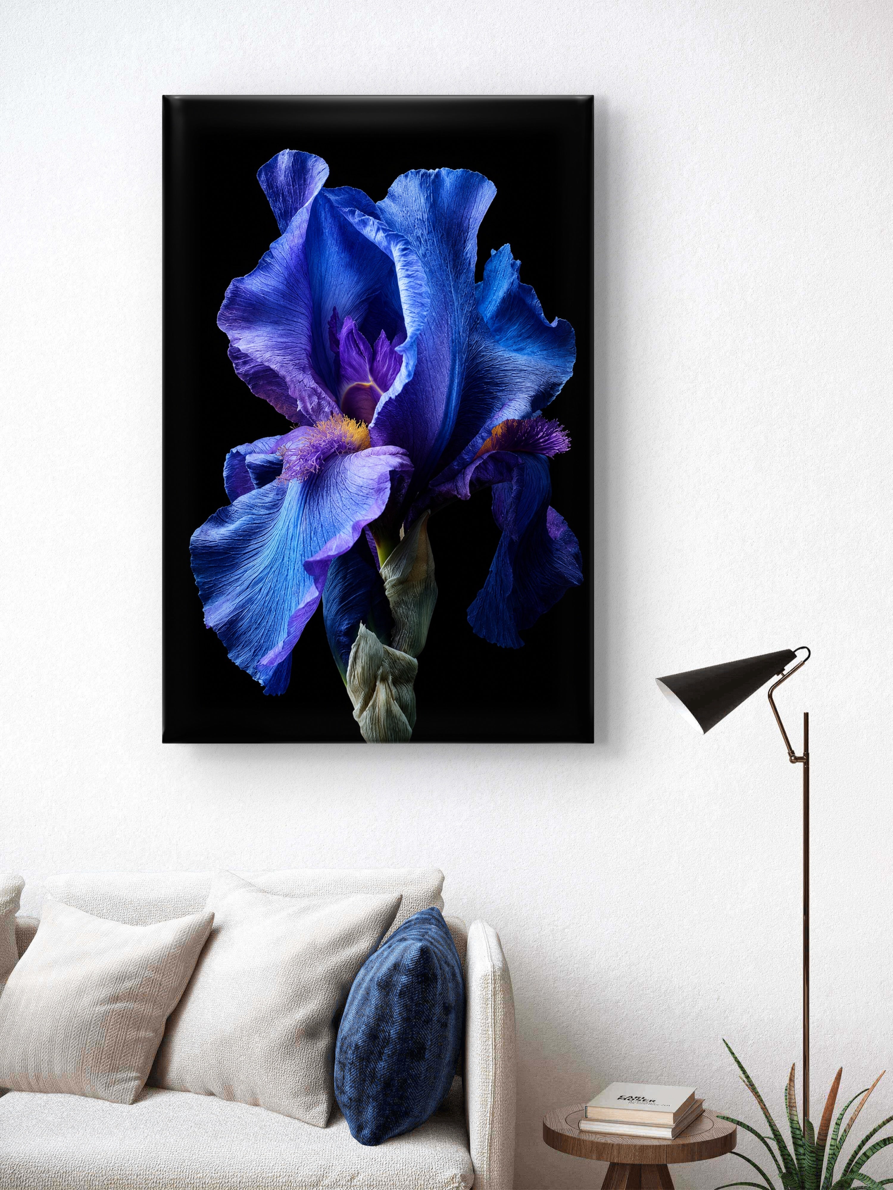 Midnight Iris